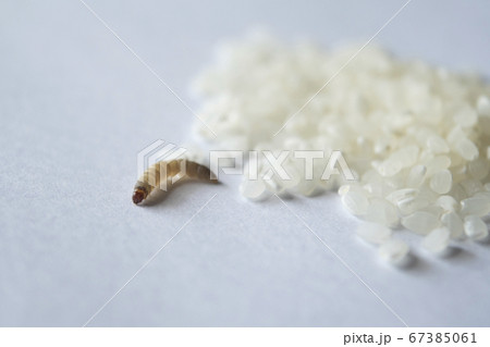 ノシメマダラメイガの幼虫と米　害虫　米　白バック　幼虫　Indian Meal Moth 67385061