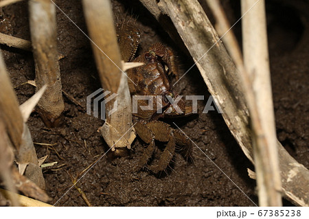 クロベンケイガニ 67385238