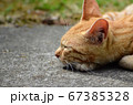 日向ぼっこする猫 67385328