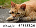 日向ぼっこする猫 67385329