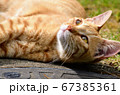 日向ぼっこする猫 67385361