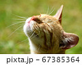 日向ぼっこする猫 67385364