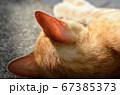 日向ぼっこする猫 67385373