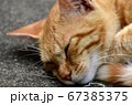 日向ぼっこする猫 67385375