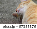 日向ぼっこする猫 67385376