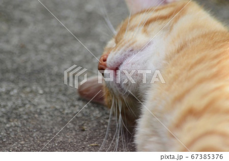 日向ぼっこする猫 67385376