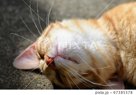 日向ぼっこする猫 67385378