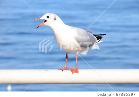 ユリカモメ ユリカモメ 67385597