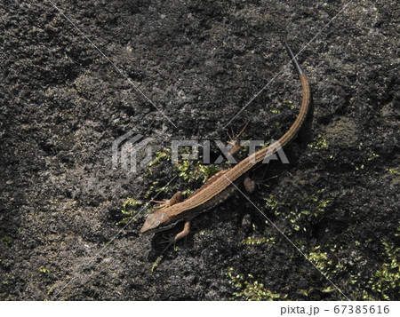 トカゲ 67385616