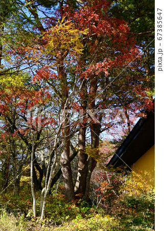 五色沼　紅葉　東北 67385647