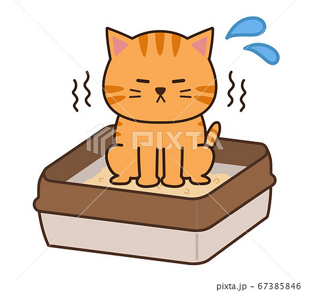 トイレで用を足すチャトラ猫 トイレで用を足すチャトラ猫 67385846