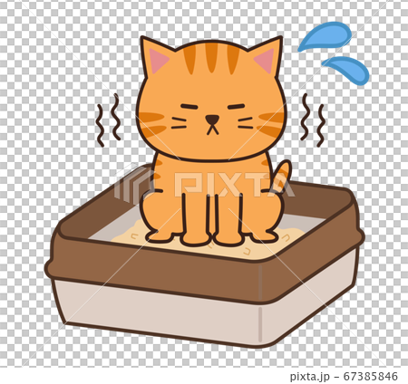 トイレで用を足すチャトラ猫 トイレで用を足すチャトラ猫 67385846