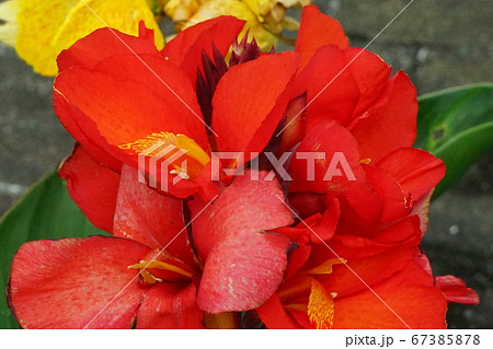 カンナ花　紅色 67385878