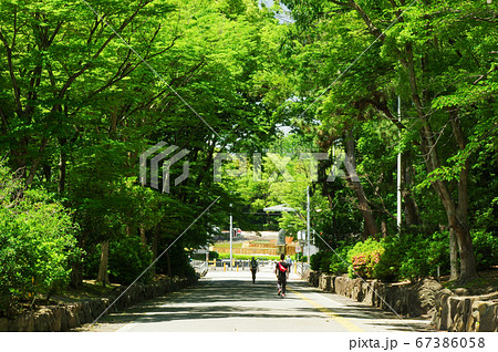 服部緑地　緑道 67386058