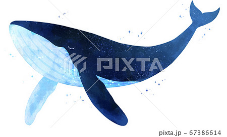夜空を纏った鯨のイラスト素材