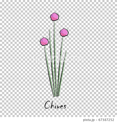 香草韭菜 67387252