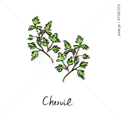 ハーブ　チャービル 67387253