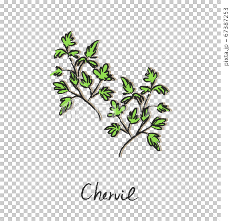 ハーブ　チャービル 67387253