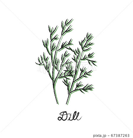 ハーブ ディルのイラスト素材
