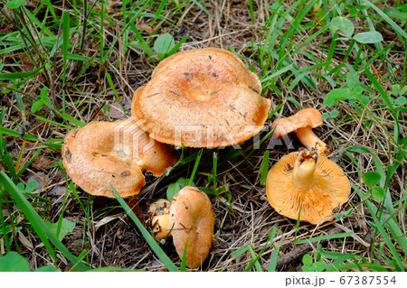 アカハツ 67387554