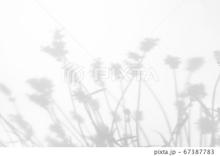 Gray shadows of lavender flowers and grass Gray shadows of lavender flowers and grass 67387783