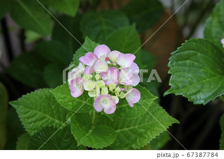 紫陽花の花 67387784