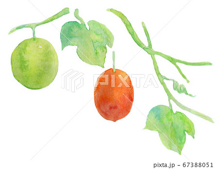 カラスウリ 水彩のイラスト素材 [67388051] - PIXTA