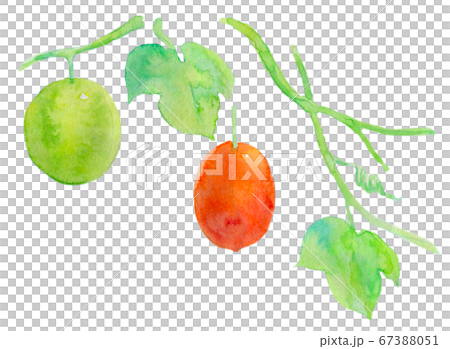 Crow seaweed watercolor 67388051