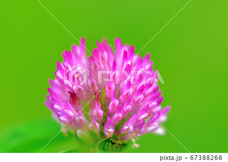 ムラサキツメクサ和名アカツメクサ 67388268