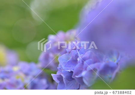 紫陽花 67388402