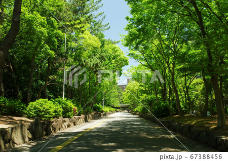 緑地公園駅前の緑道 67388456