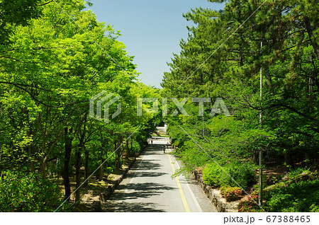 緑地公園駅前の緑道 67388465