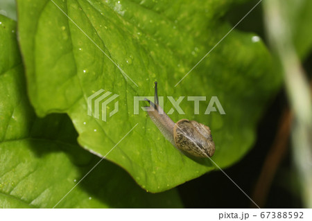 オナジマイマイ オナジマイマイ 67388592