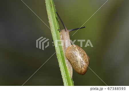 オナジマイマイ オナジマイマイ 67388593