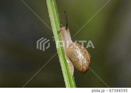オナジマイマイ 67388595