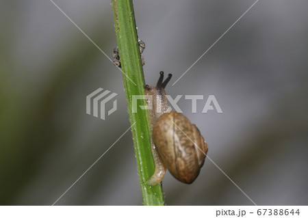 オナジマイマイ 67388644