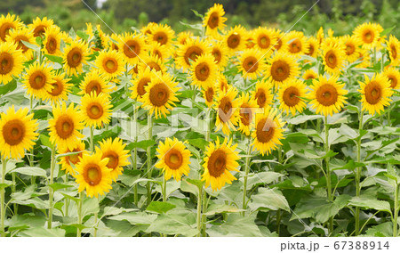 一面に咲く満開のヒマワリの花 67388914