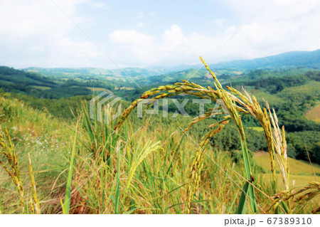 Ears of rice on hill. 67389310