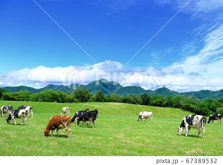 浅間高原牧場　牧場の風景 67389532