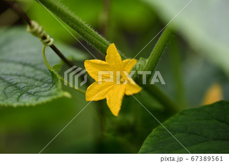 キュウリの花と茎 キュウリの花と茎 67389561