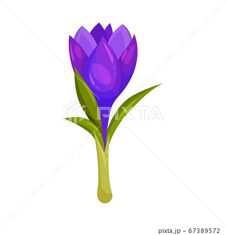 Crocus Sativus or Saffron Crocus Purple Flower on Green Stalk Vector Illustration Crocus Sativus or Saffron Crocus Purple Flower on Green Stalk Vector Illustration 67389572