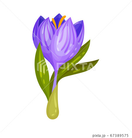 Purple Crocus Flower on Stalk Isolated on White Background Vector Illustration Purple Crocus Flower on Stalk Isolated on White Background Vector Illustration 67389575