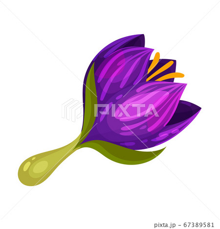 Purple Crocus Flower on Stalk Isolated on White Background Vector Illustration Purple Crocus Flower on Stalk Isolated on White Background Vector Illustration 67389581