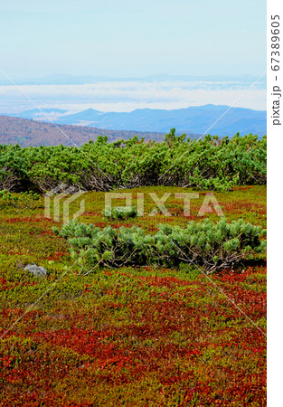 北海道　旭岳　紅葉 67389605