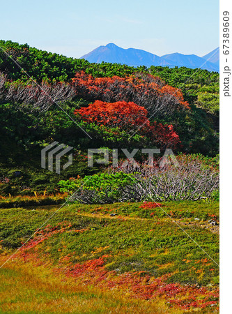 北海道　旭岳　紅葉 67389609