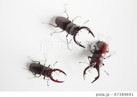 ノコギリクワガタ ホワイトバック 昆虫 虫 生物 夏休み ノコギリクワガタ ホワイトバック 昆虫 虫 生物 夏休み 67389691