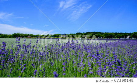 青空とラベンダー園 秋田県美郷町の写真素材