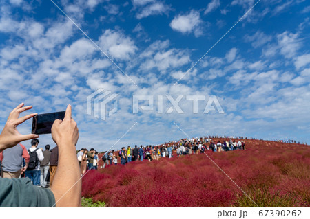 観光客が写真を撮っている　見頃時期コキアの紅葉　国営ひたち海浜公園　みはらしの丘　コキアカーニバル 67390262