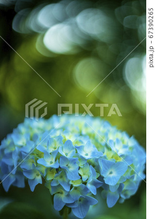 紫陽花寺　長尾山　妙楽寺 67390265