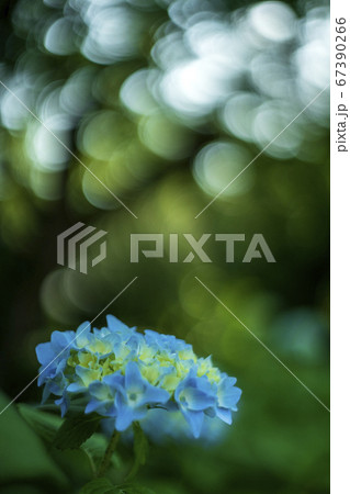 紫陽花寺　長尾山　妙楽寺 67390266